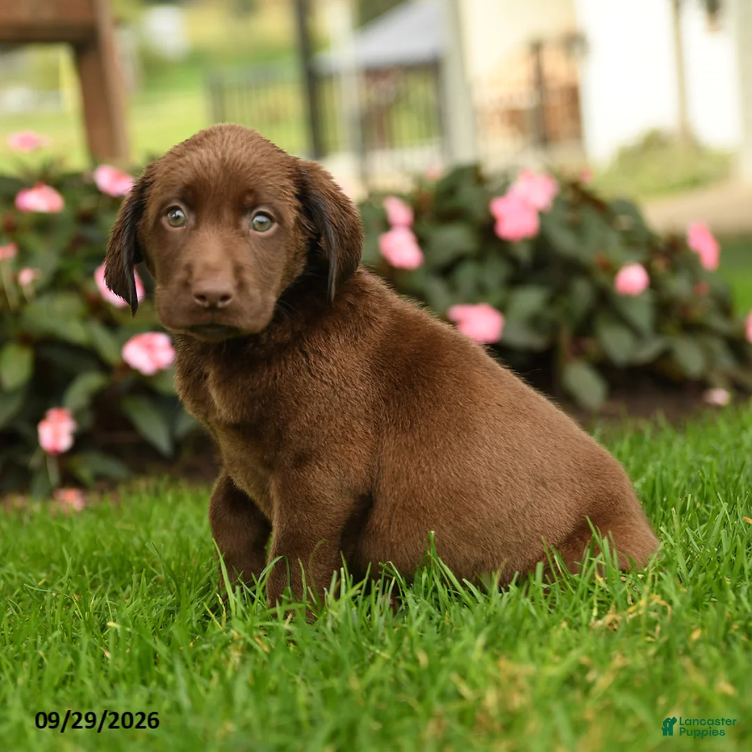 Labrador Retriever dogs for sale: Sophie - Ad 2