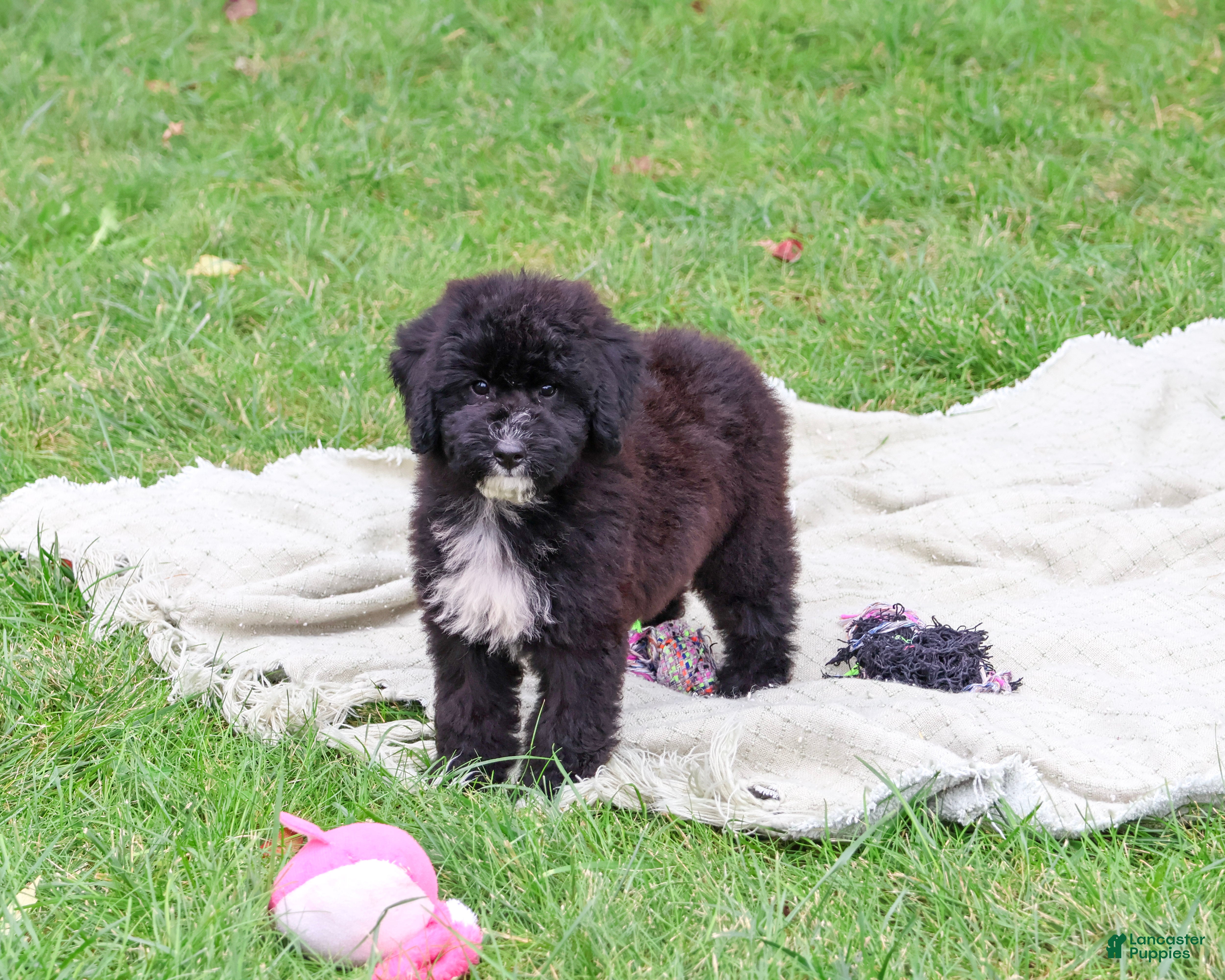 Saint Berdoodles dogs for sale: Wrenly - Ad 1