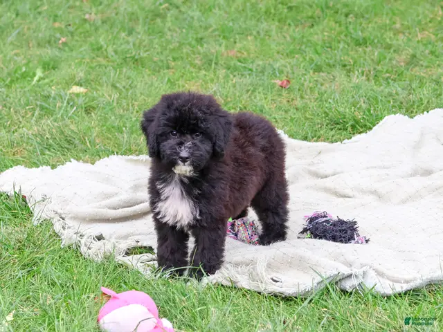 Saint Berdoodles dogs for sale: Wrenly - Ad 1
