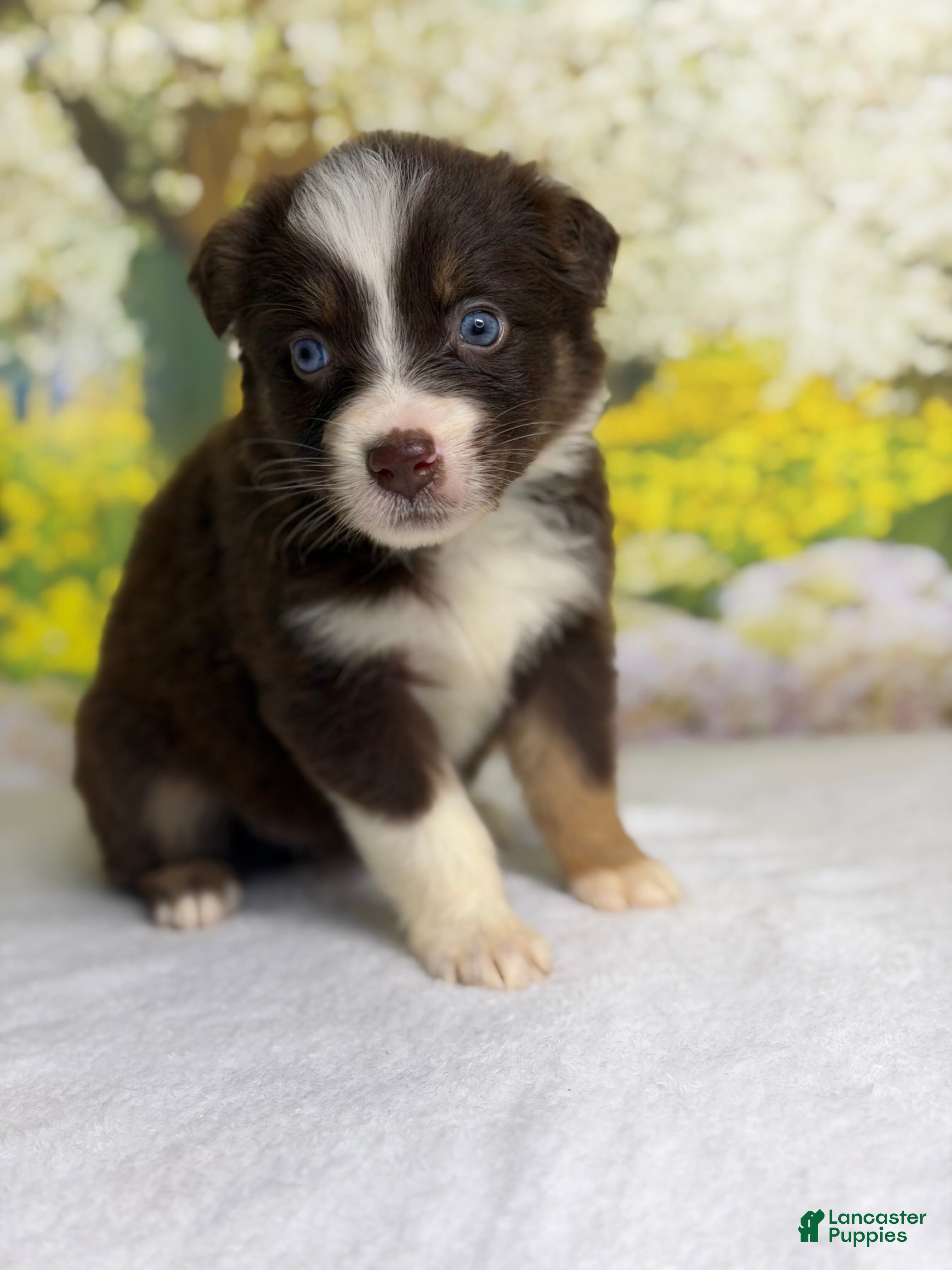Australian Shepherd dogs Australian Shepherd Puppy 6 - Ad 1