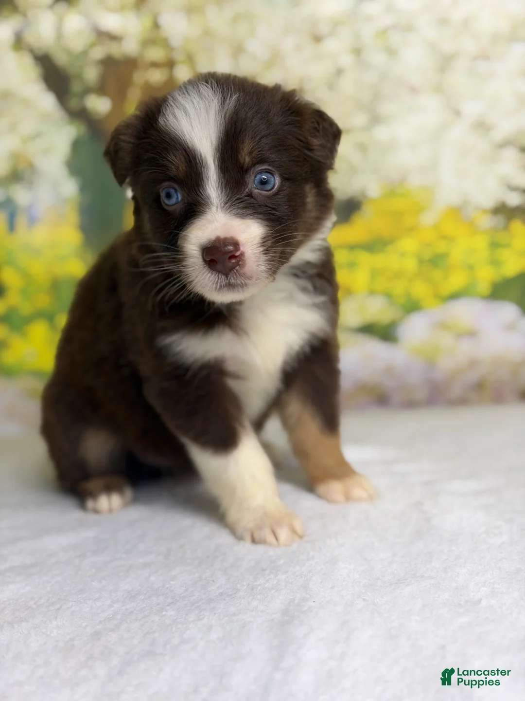 Australian Shepherd dogs for sale: Australian Shepherd Puppy 6 - Ad 1