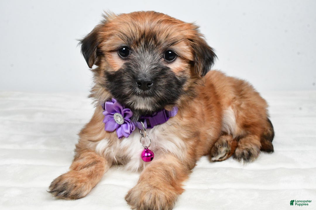 Morkie dogs for sale: Nina - Ad 1
