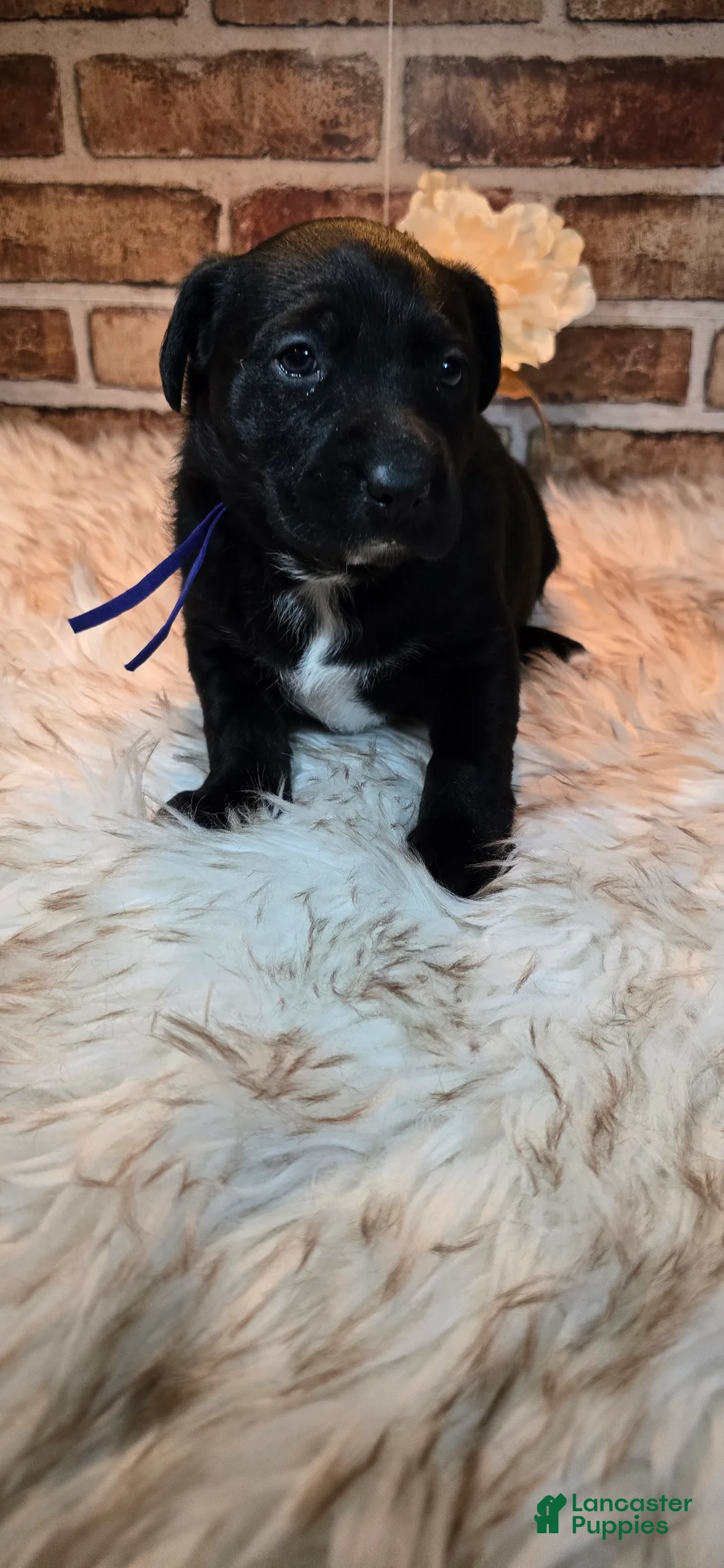 Mixed Breed dogs for sale: Willow - Ad 7