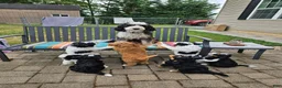 Mini Bernedoodle dogs for sale: Mini Bernedoodle 1 - Ad 6