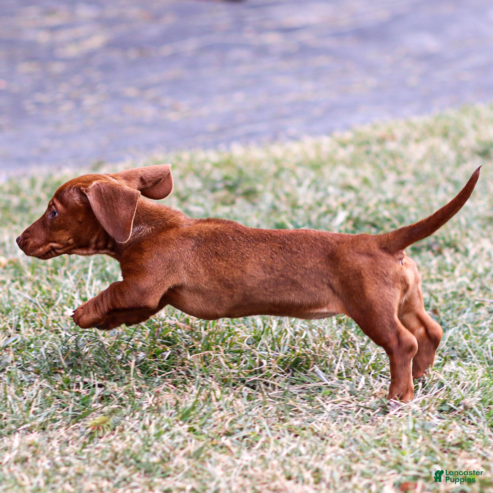 Miniature Dachshund dogs Willow - Ad 2