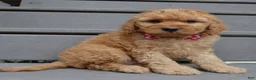 Mini Goldendoodle dogs for sale: Mini Gigi - Ad 6