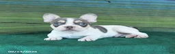 French Bulldog dogs for sale: Ozzy - Ad 4