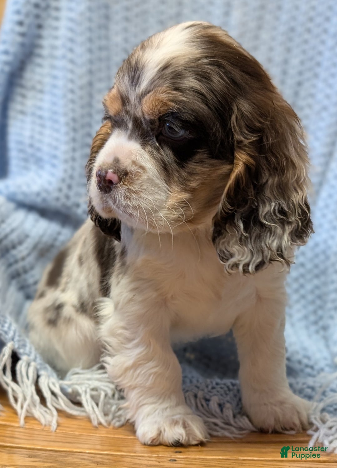 Cocker Spaniel dogs for sale: Wynter - Ad 2