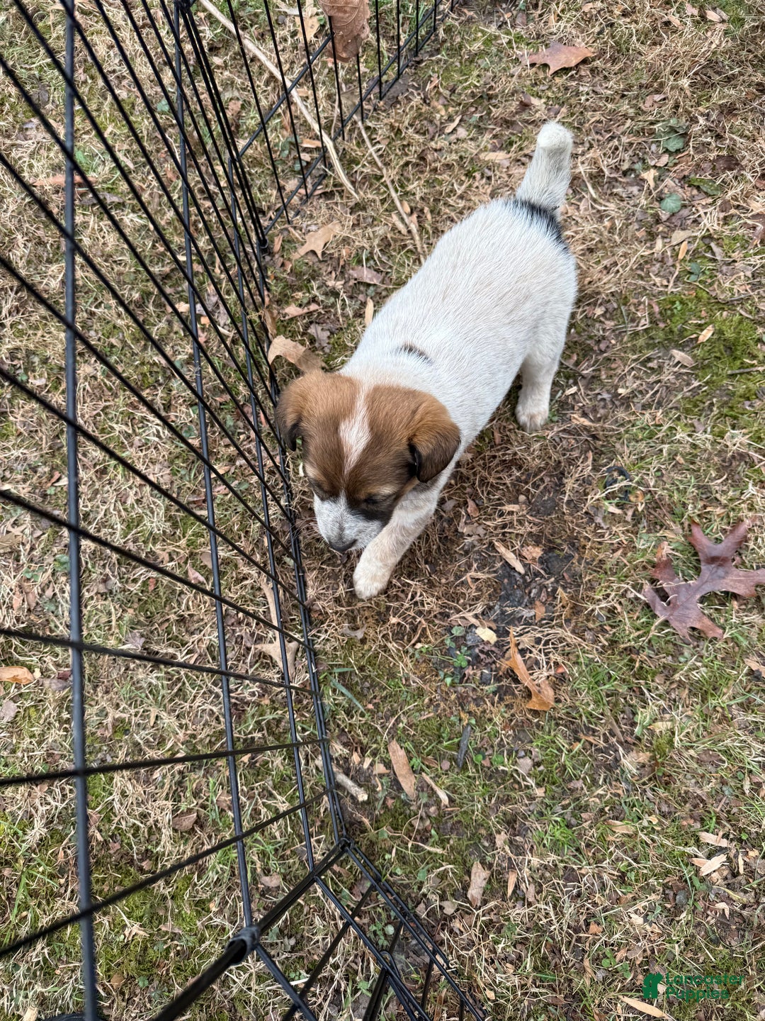 Australian Cattle Dog dogs for sale: Australian Cattle Dog Puppy 1 - Ad 4