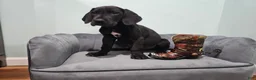 Great Dane dogs for sale: Black - Ad 7