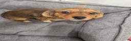 Mixed Breed dogs for sale: Mesa Corgi Mixed Small Breed Puppy  - Ad 4