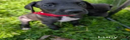 Great Dane dogs for sale: Lucy - Ad 7