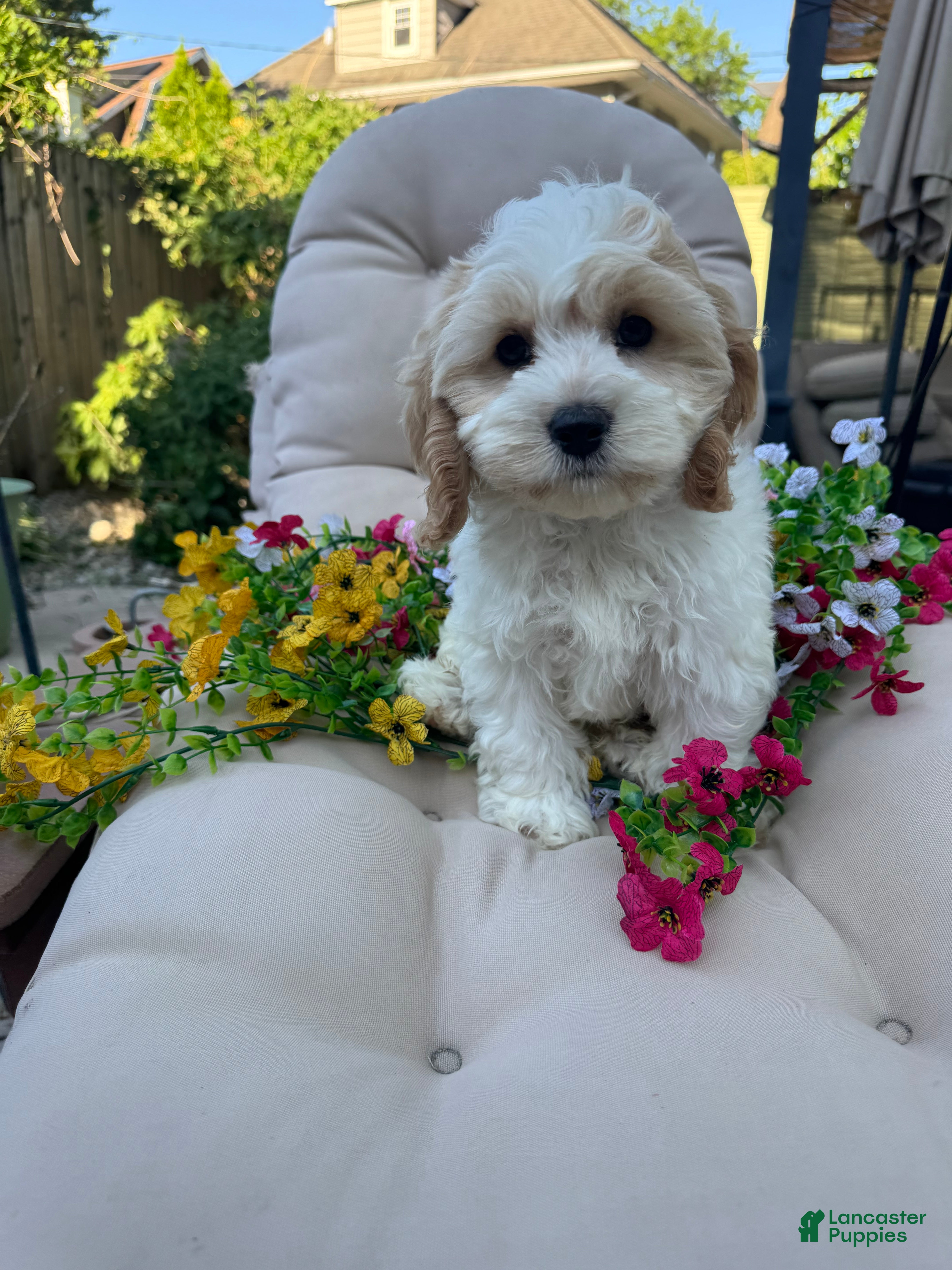 Cockapoo dogs Cory - Ad 2