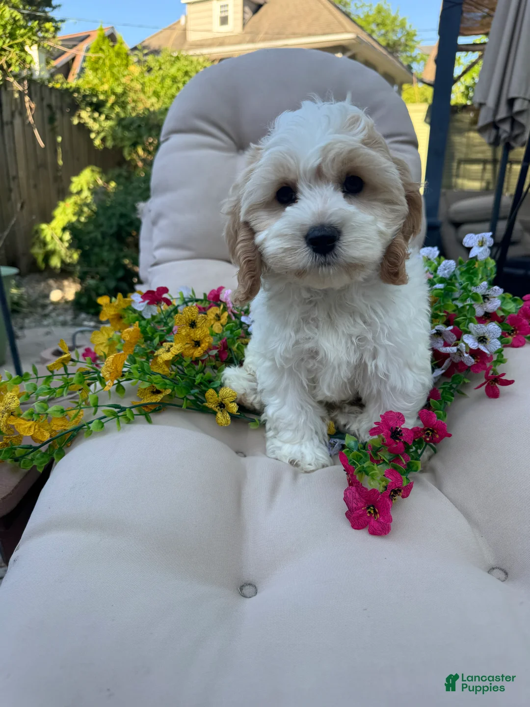 Cockapoo dogs for sale: Cory - Ad 1
