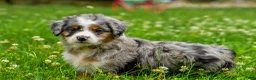 Mini Aussiedoodle dogs for sale: Gavin - Ad 3