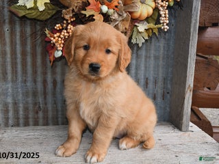 Golden Retriever dogs - Ad 34