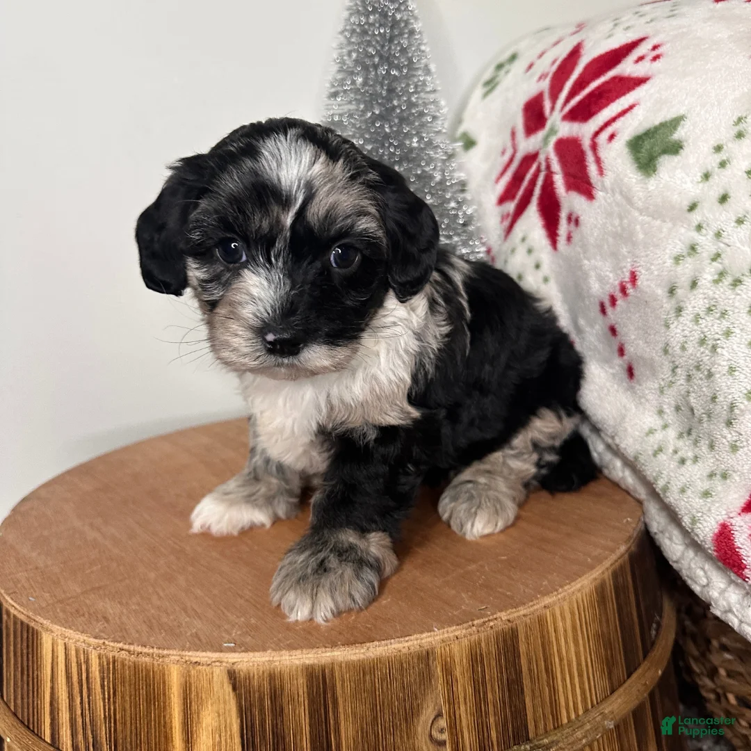 Cavapoo dogs for sale: Crystal - Ad 2