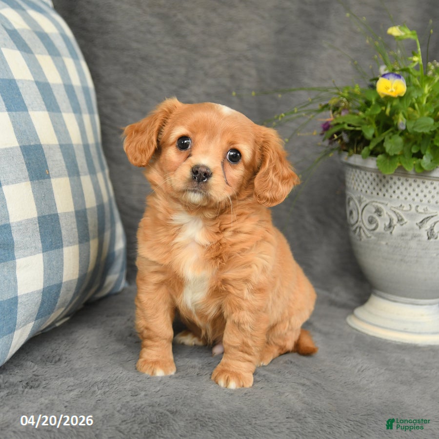 Mixed Breed dogs for sale: Leo - Ad 2