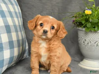 Mixed Breed dogs for sale: Leo - Ad 2