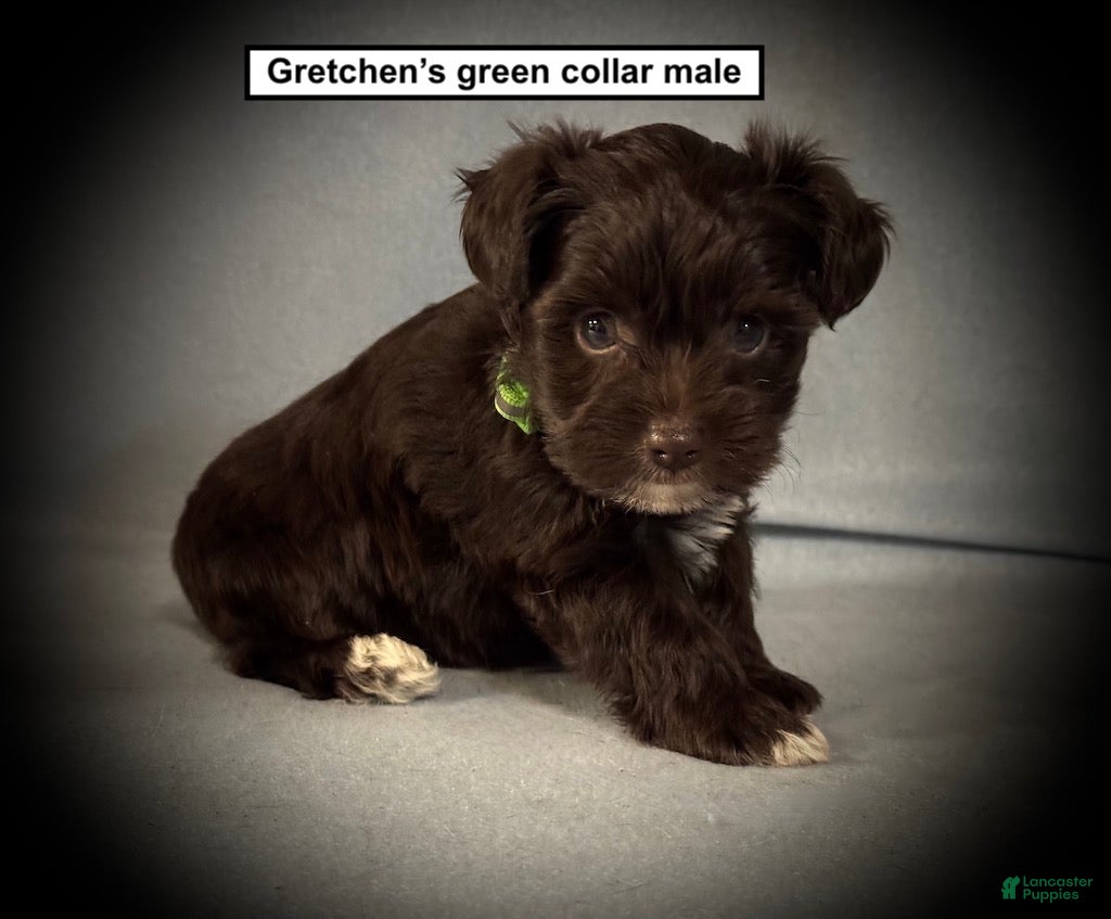 Miniature Schnauzer dogs AKC Gretchen's Green Collar Male - Ad 19