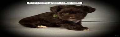 AKC Gretchen's Green Collar Male