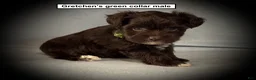 Miniature Schnauzer dogs for sale: AKC Gretchen's Green Collar Male - Ad 1