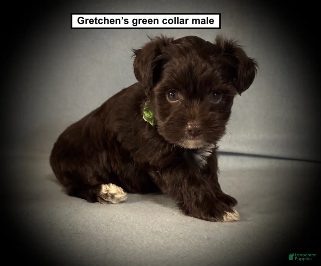 Miniature Schnauzer dogs for sale: AKC Gretchen's Green Collar Male - Ad 1