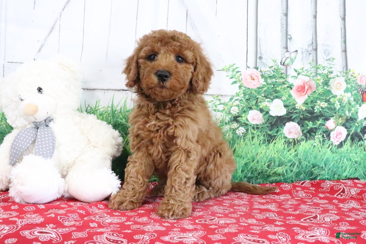 Mini Goldendoodle dogs Tessa - Ad 1