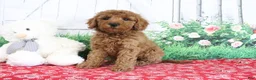 Mini Goldendoodle dogs for sale: Tessa - Ad 1