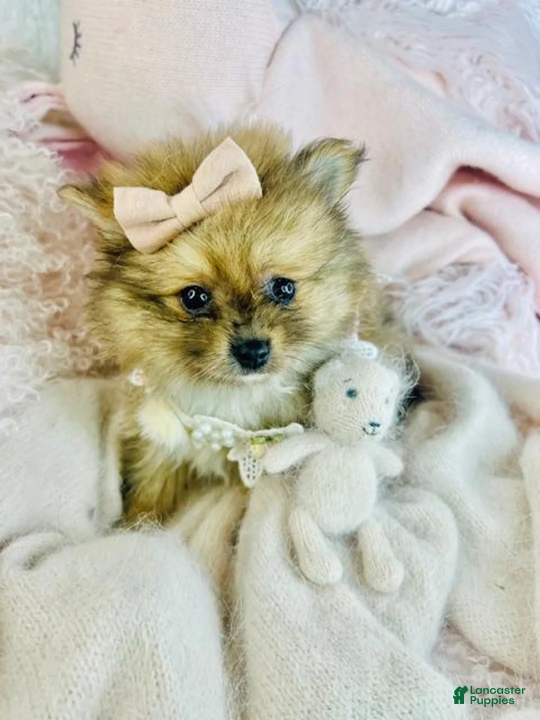 Pomeranian dogs for sale: Pomeranian Puppy 1 - Ad 3