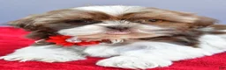 Shih Tzu dogs for sale: Sophie - Ad 5