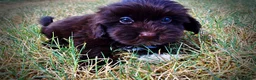 Havapoo dogs for sale: Kricket - Ad 11