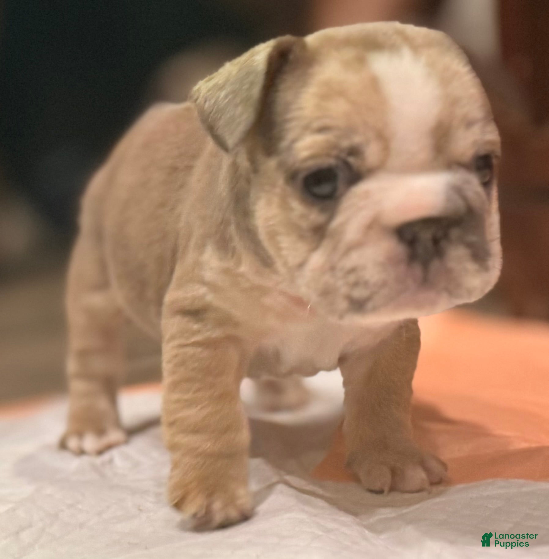 French Bulldog dogs Callie - Ad 2