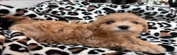 Maltipoo dogs for sale: Cookie  - Ad 10