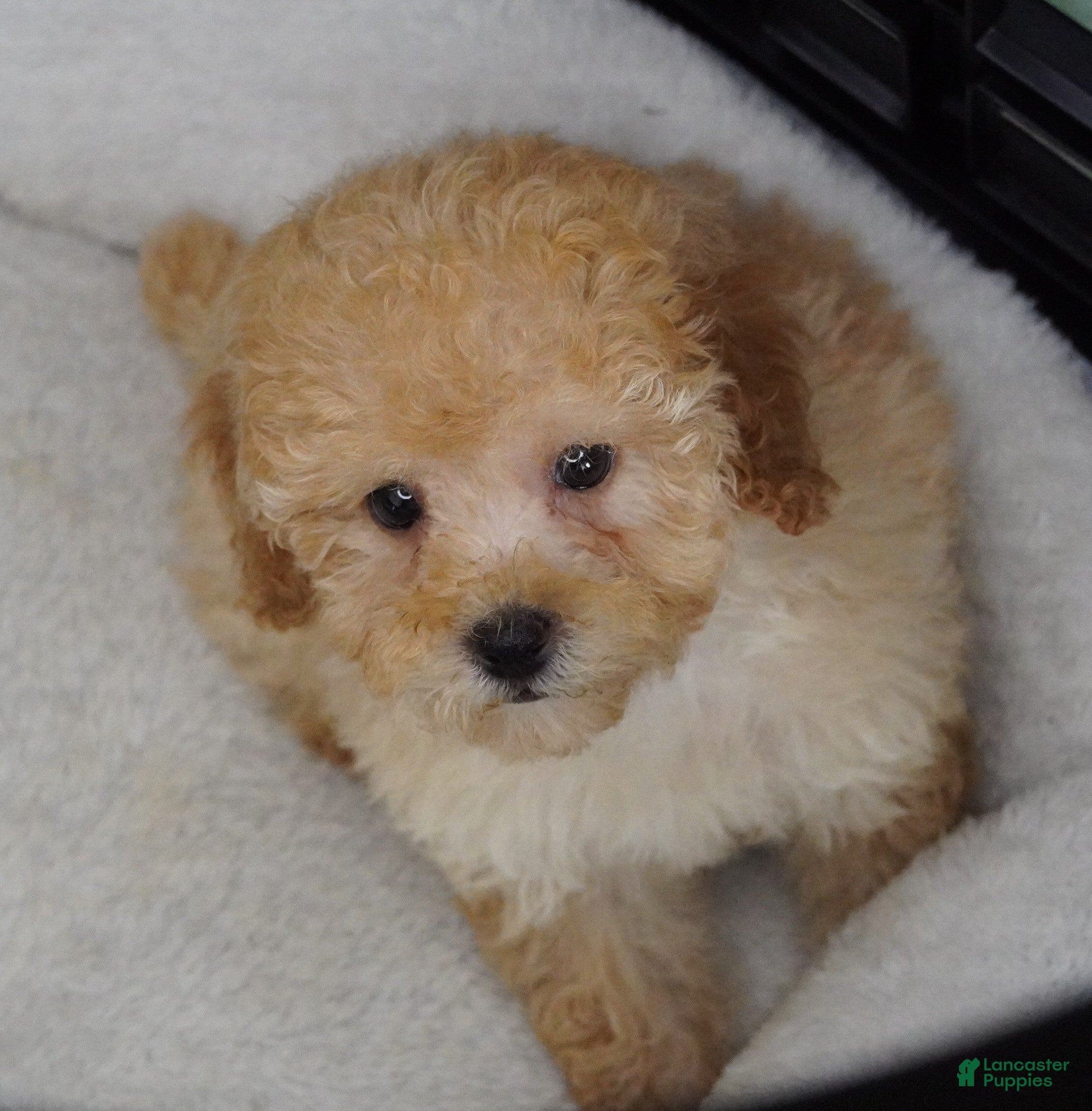 Toy Poodle dogs Apricot Female  - Ad 1