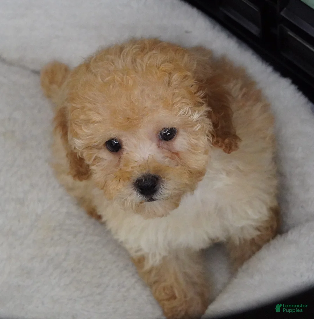 Toy Poodle dogs for sale: Apricot Female  - Ad 1