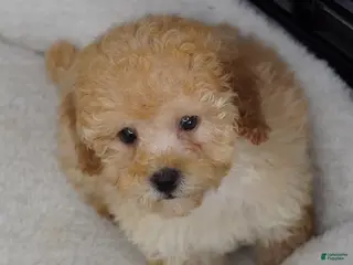 Toy Poodle dogs for sale: Apricot Female - Ad 1