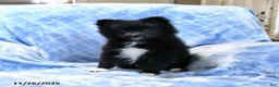 Pomeranian dogs for sale: Tigger - Ad 2
