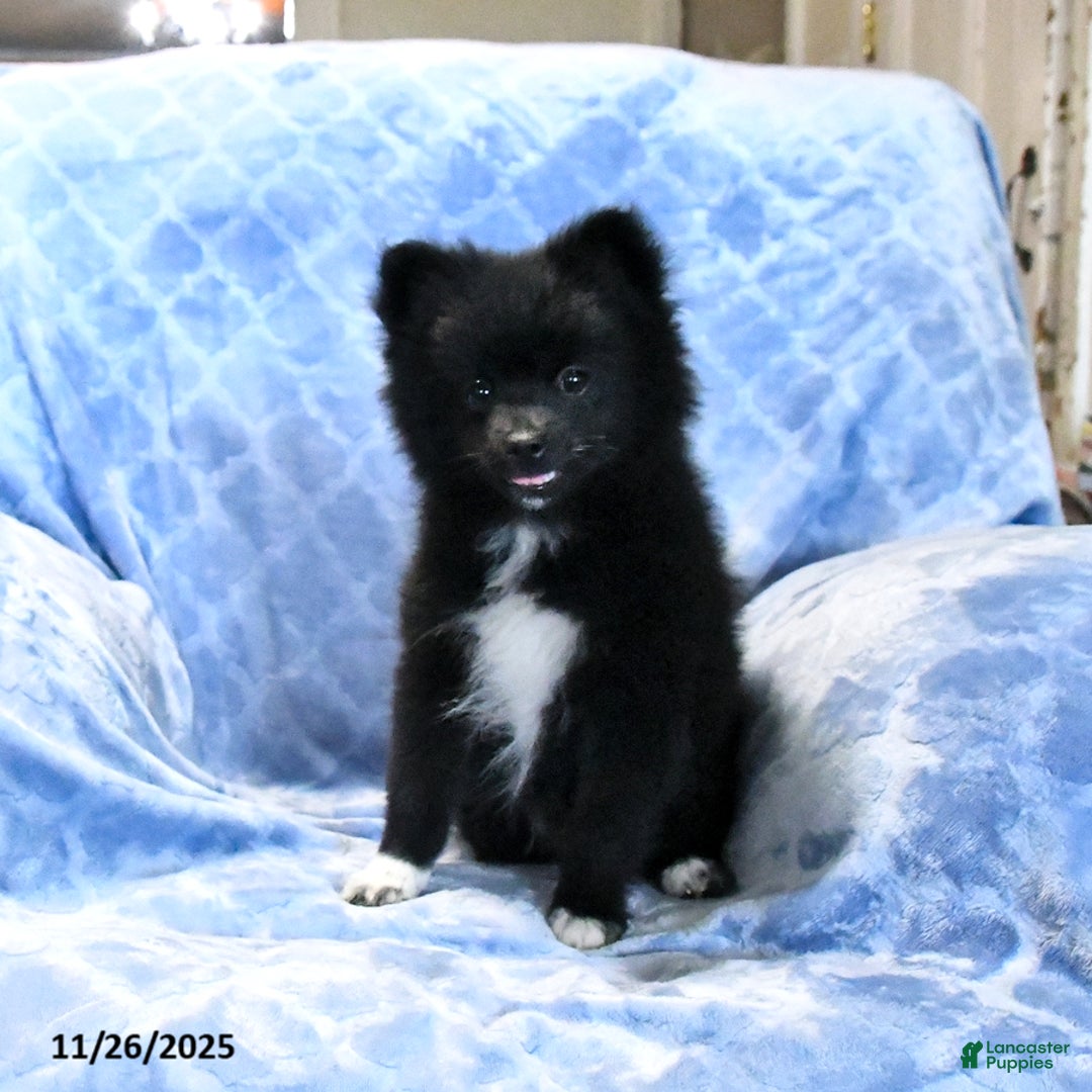 Pomeranian dogs for sale: Tigger - Ad 2