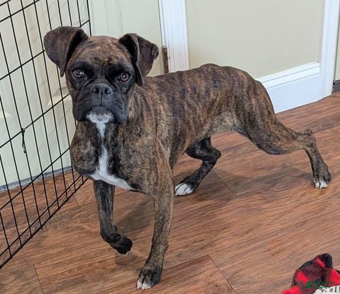 Boxer dogs Sheena - Champ lines - Ad 1
