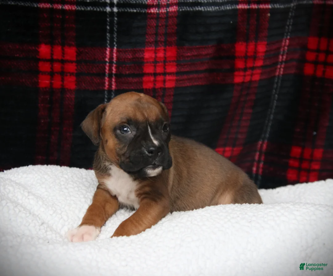 Boxer dogs for sale: Flip - Ad 3