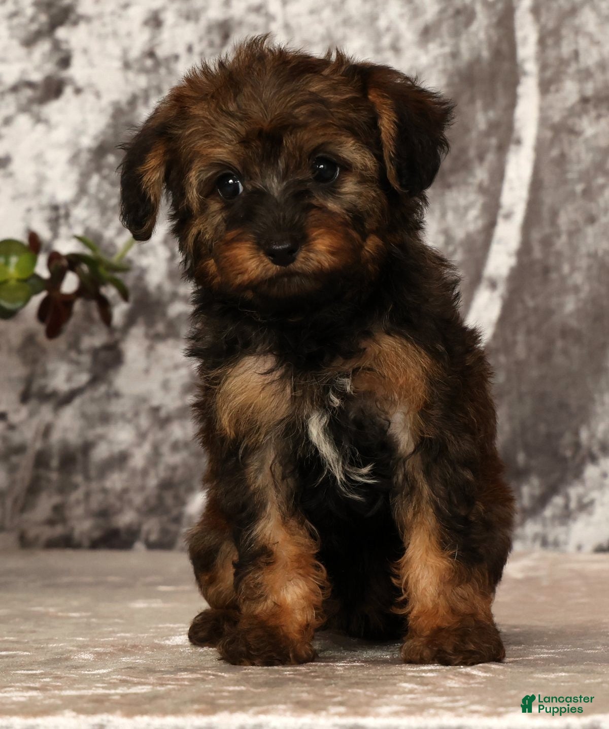 Yorkiepoo dogs Unice - Ad 2
