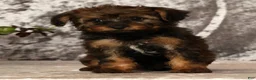 Yorkiepoo dogs for sale: Unice - Ad 2