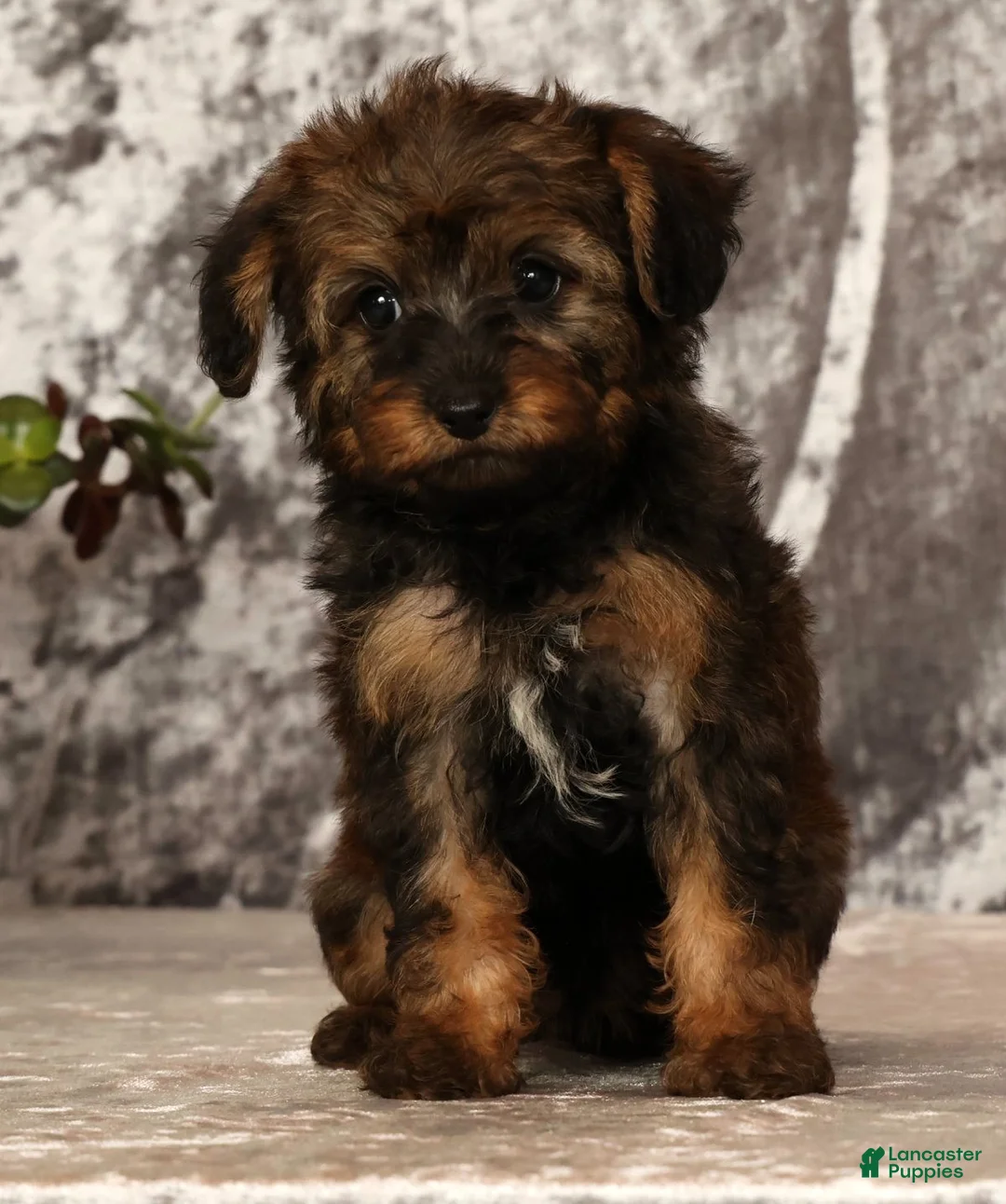 Yorkiepoo dogs for sale: Unice - Ad 2