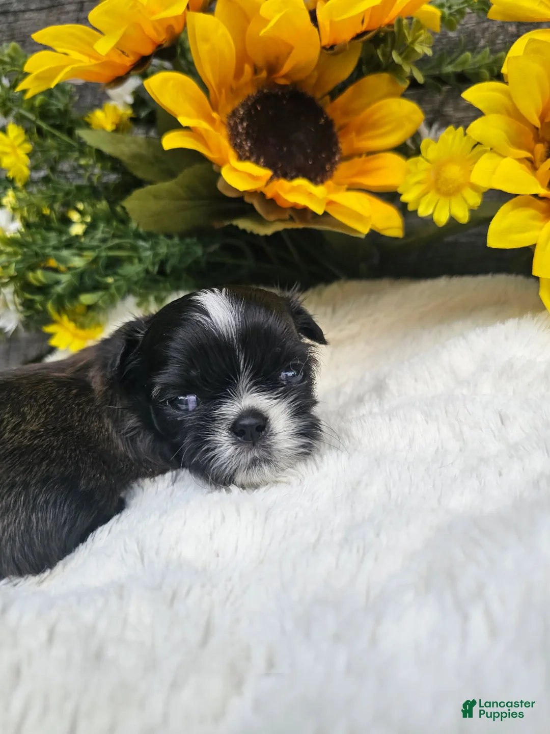 Shih Tzu dogs for sale: Scruffy - Ad 4