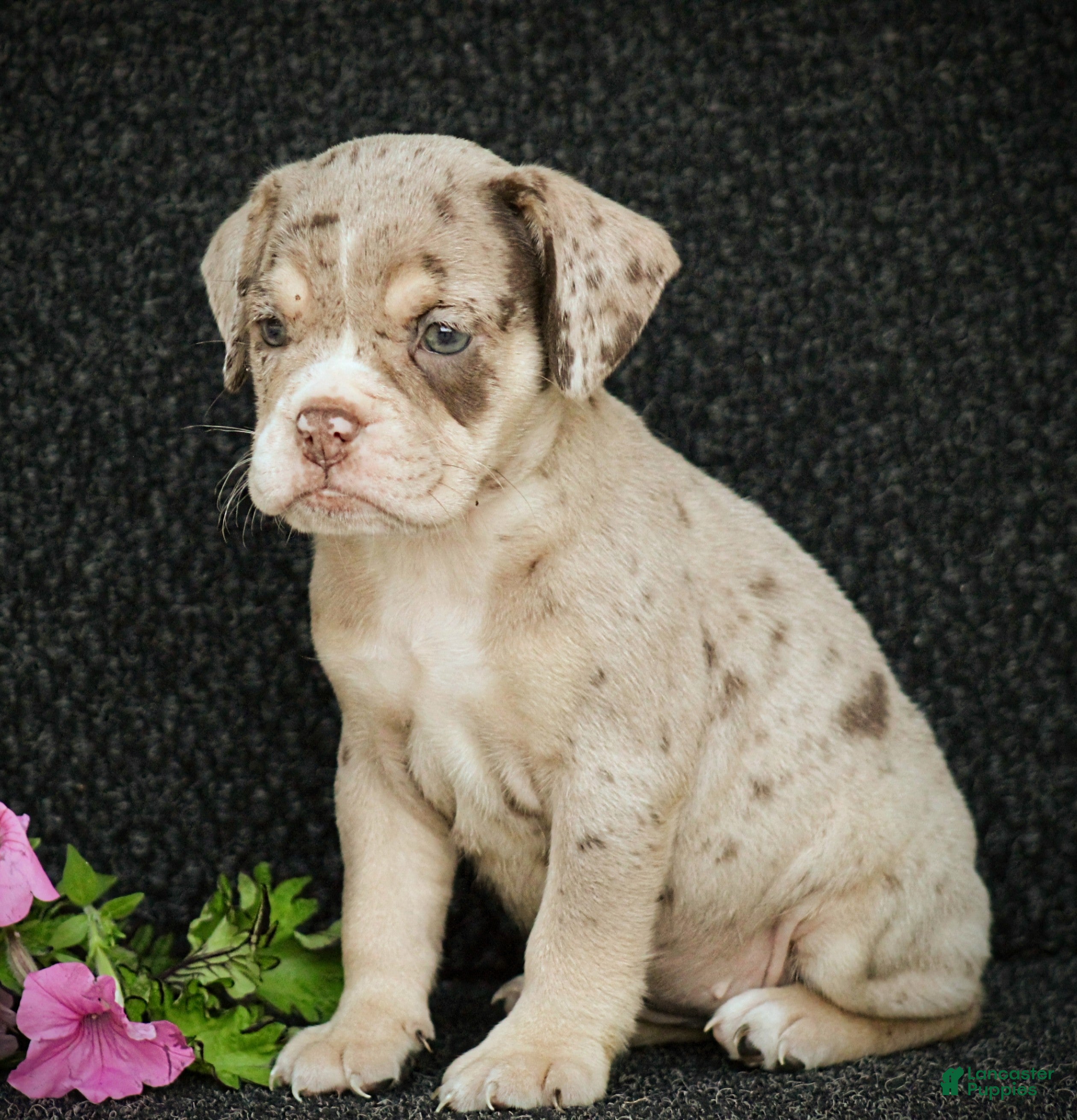 Beabull dogs Nessa - Ad 1