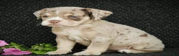Beabull dogs for sale: Nessa - Ad 1