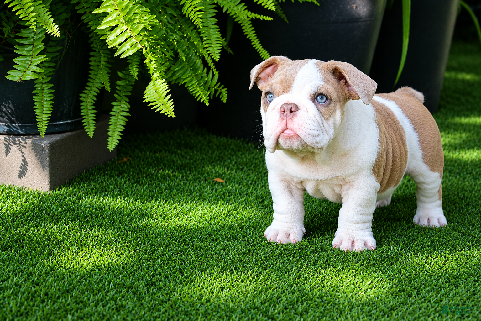 English Bulldog dogs English Bulldog Puppy 1 - Ad 2