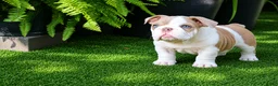 English Bulldog dogs for sale: English Bulldog Puppy 1 - Ad 1