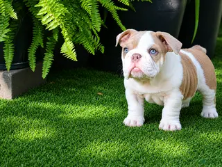 English Bulldog dogs English Bulldog Puppy 1 - Ad 2